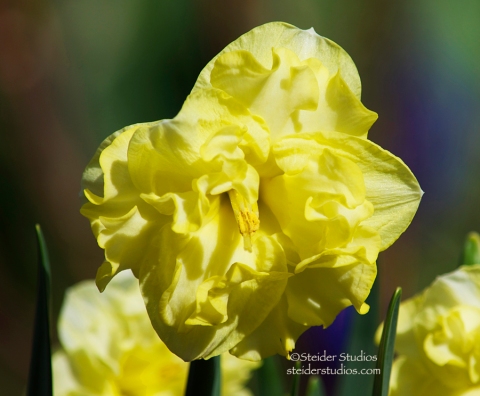 Steider Studios:  Daffodil 2