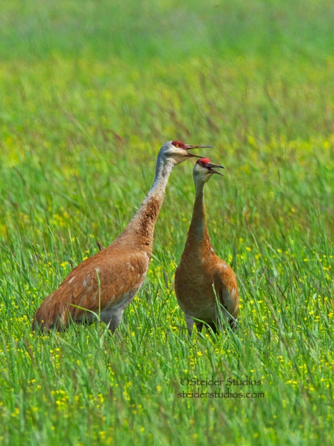 Steider Studios:  Pair of Sand Hill Cranes at Conboy National Wildlife Refuge