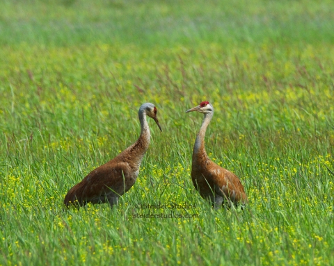 Steider Studios:  Sand Hill Cranes at Conboy National Wildlife Refuge