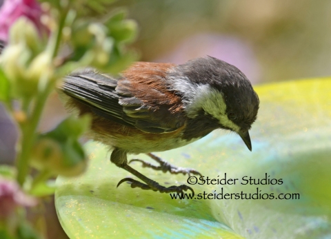 Steider Studios:  Chickadee on my Glass Birdbath