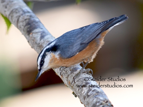Steider Studios:  Red Breasted Nuthatch.