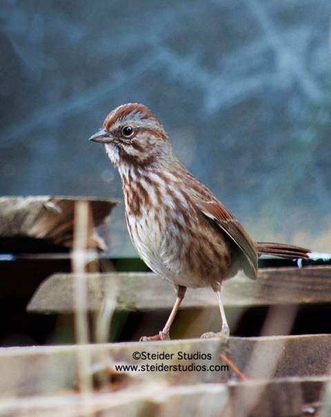Steider Studios:  Song Sparrow in Woodpile