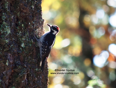 Steider Studios:  Woodpecker in Fall